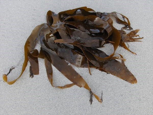 kelp-706294_1280